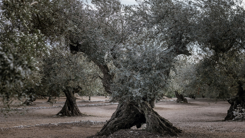 Olivera mil·lenària