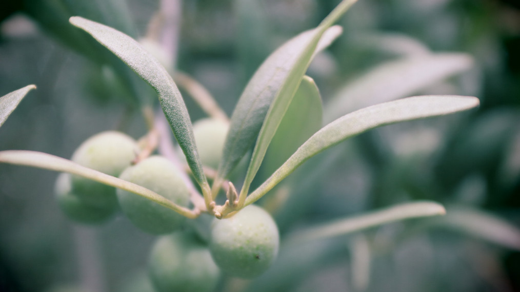 Macro oliva variedad Arbequina