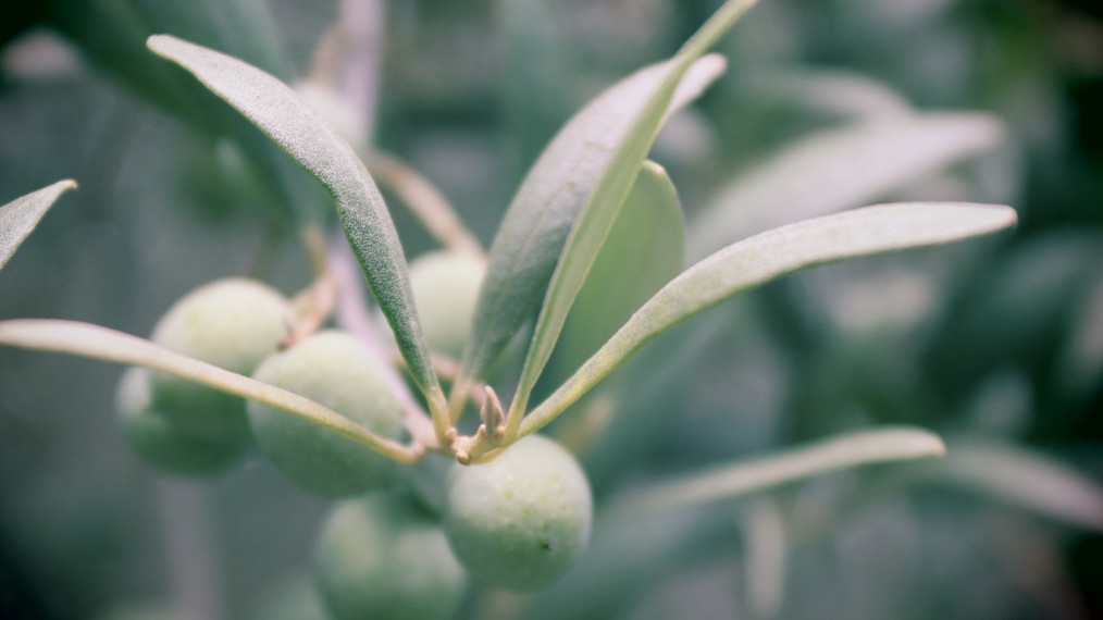 Macro oliva variedtat Arbequina