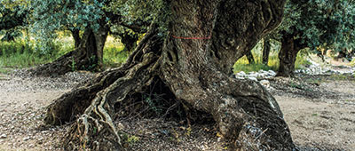 Millennial olive tree trunk Oleotourism 