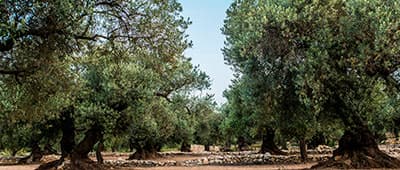 Hundertjährige Bäume Oleotourismus