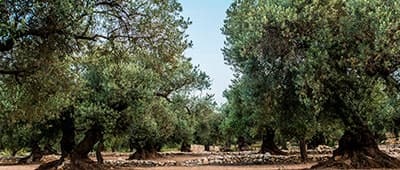 Millenary trees Oleotourism