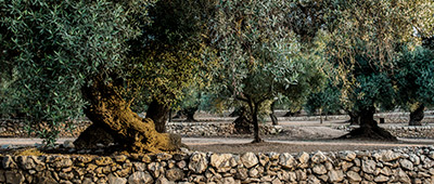 Crown of a centenary olive tree