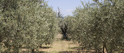 Cultivo de olivos intensivos de variedad arbosana