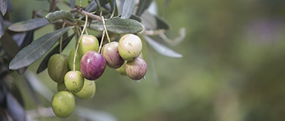 aceitunas de variedad arbosana