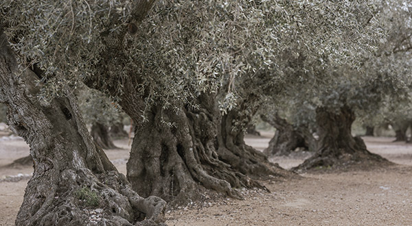Aceite de oliva virgen extra de olivos centenarios Arbor Senium variedad Farga