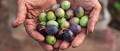 Manual olive picking