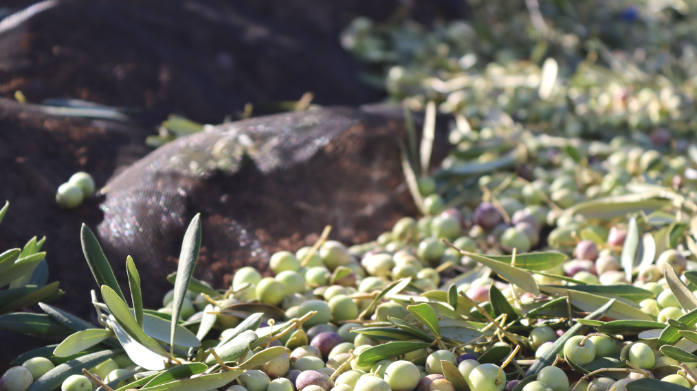 Recogida aove 2021 variedad arbosana